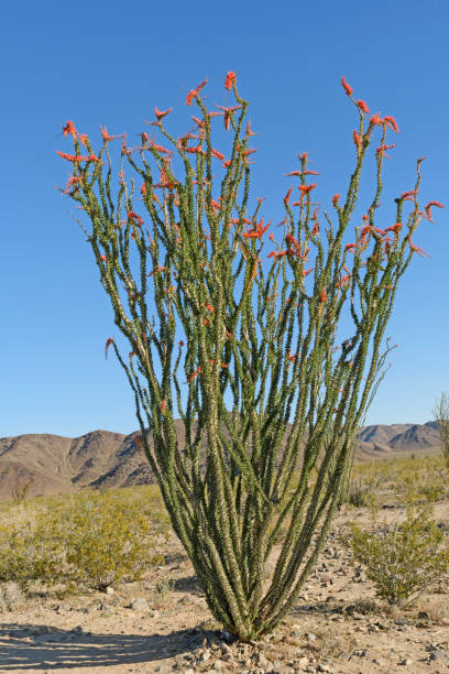 Ocotillo in Bloom in the Desert Ocotillo in Bloom in the Desert in Joshua Tree National Park in California ocotillo cactus stock pictures, royalty-free photos & images