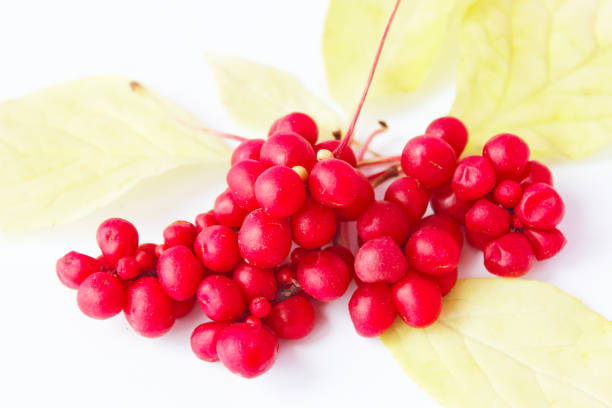 istock red ripe schisandra on the white 858005588