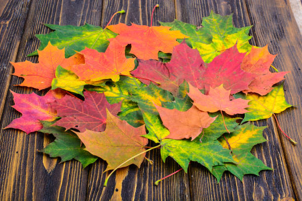 istock Autumn background with colorful fall maple leaves on rustic wooden table.  Concept Thanksgiving holiday 858007758