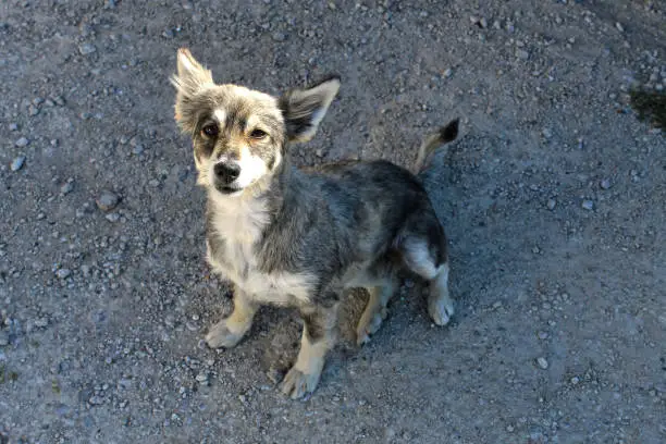 Young dog adopted by the caretakers of the fort of Licata, Agrigento