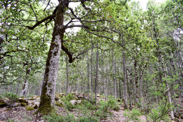 the power of a tree stock photo