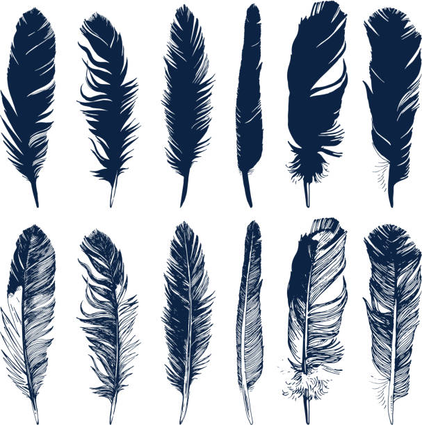 Hand drawn feathers set on white background Hand drawn feathers and their silhouettes set on white background feather illustrations stock illustrations