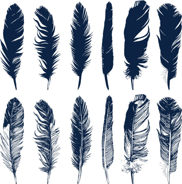 Hand drawn feathers set on white background Hand drawn feathers and their silhouettes set on white background feather vector illustration stock illustrations