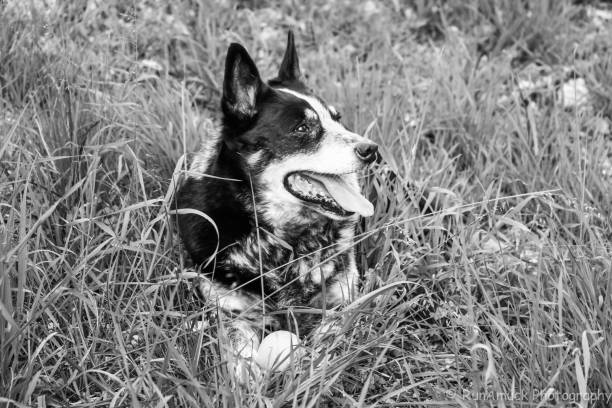 istock The Dogs Life 858014572