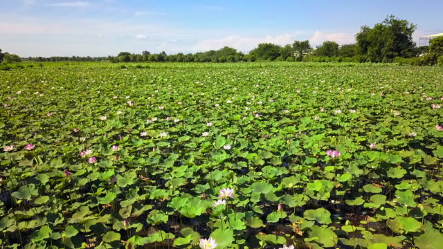 The large area of the aqua agriculture area, the green nature of lotus leaf and flowers capturing by aerial vehicle as drone. This plantation area is so huge and looks very fresh all over to horizon
