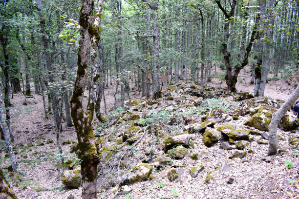 stone in forest stock photo