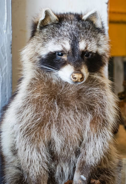 istock An up close view of a Raccoon 858021386