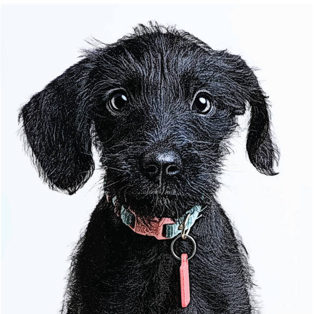 ilustraciones, imágenes clip art, dibujos animados e iconos de stock de lindo cachorro esperando a ser adoptados. schnauzer miniatura, perro de raza mixta. - scratchboard
