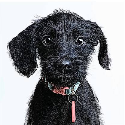 Cute Puppy waiting to be adopted. Miniature Schnauzer, mixed-breed dog.