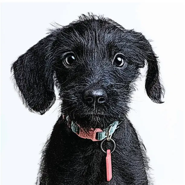 Vector illustration of Cute Puppy waiting to be adopted. Miniature Schnauzer, mixed-breed dog.