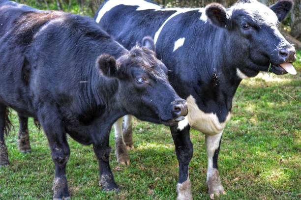 istock Two cows sticking out their tongues 858022110
