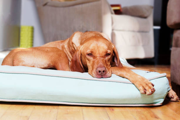 Vizsla Laying on Dog Bed stock photo