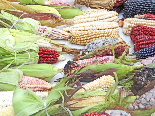 meksykańska różnorodność kukurydzy - hybridize zdjęcia i obrazy z banku zdjęć