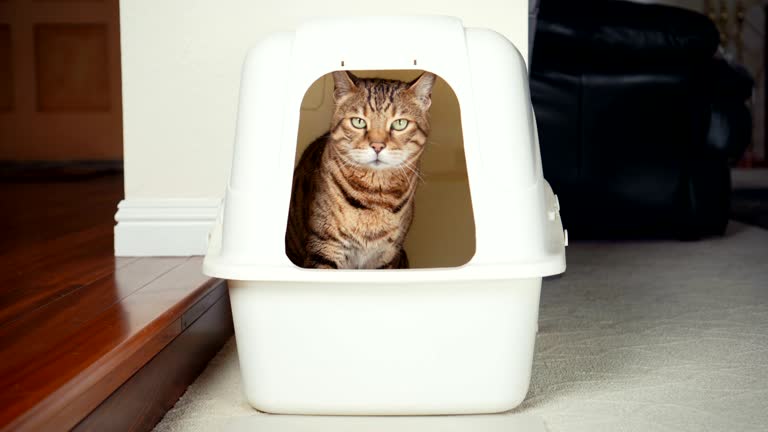 4K Cat using litter box