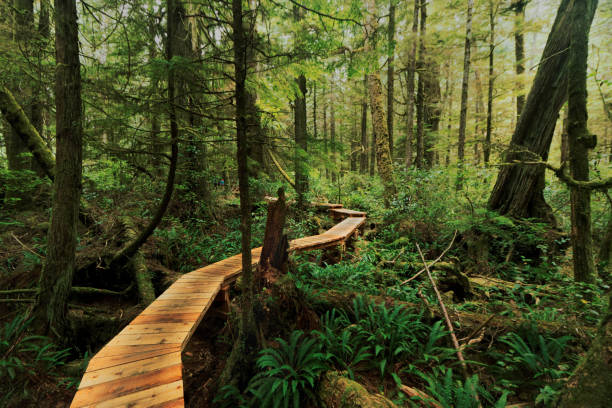 Rainforest Trail Boardwalk Boardwalk through the rainforest of Vancouver Island British Columbia. vancouver island photos stock pictures, royalty-free photos & images
