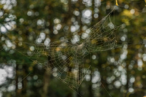 istock Silver and gold cobweb near Kladska pond 858027340