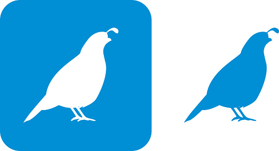 Vector illustration of two blue quail icons.