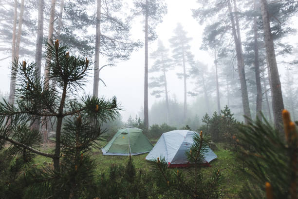 dos tienda en brumoso bosque conífero. tiempo brumoso frío y húmedo en caminata, noche de estancia en camping - confucian forest fotografías e imágenes de stock