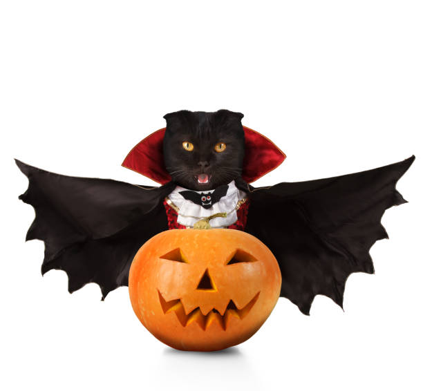 istock Cat evil with fangs in black red mantle with pumpkins on white background. Halloween theme. 858031888
