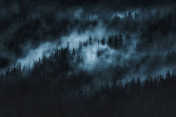 foresta scura spaventosa con nebbia - carpathian mountain range foto e immagini stock