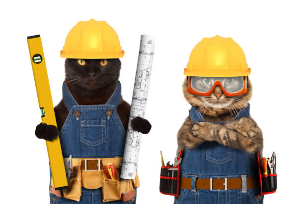 Funny cats are wearing a suit of builder and holding a builder's level and project plan. Craftsman on the white background. Funny cats are wearing a suit of builder and holding a builder's level and project plan. Craftsman on the white background. bizarre fashion stock pictures, royalty-free photos & images