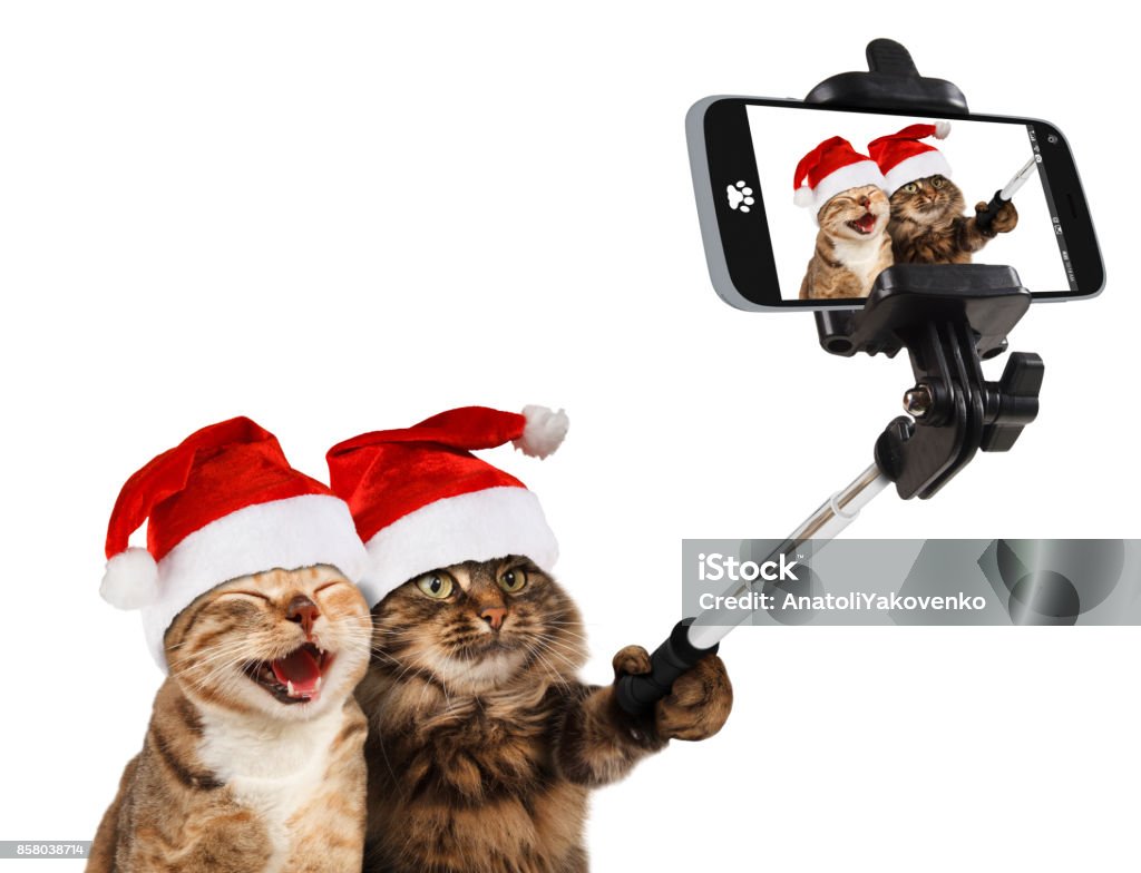 Funny cats are taking a selfie with smartphone camera. They are wearing Christmas hats. Selfie party. Christmas Stock Photo