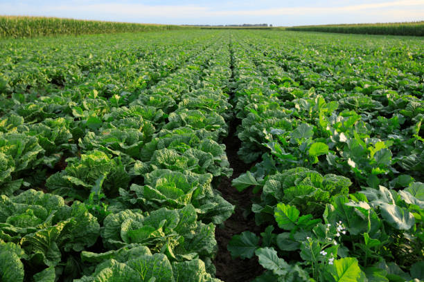 istock chinese cabbage crops in growth at field 858042000