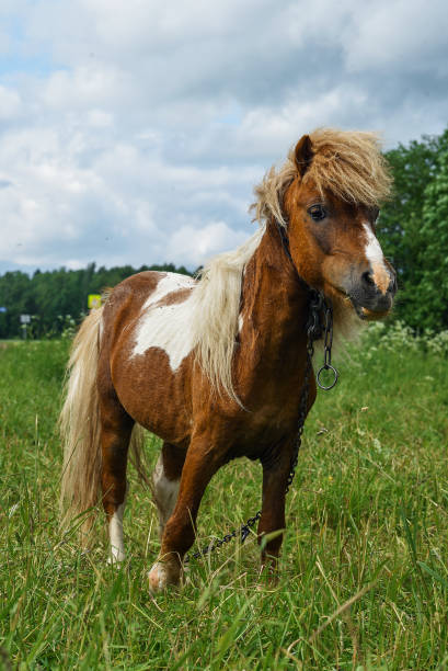 istock Pony grazing in field day 858042052
