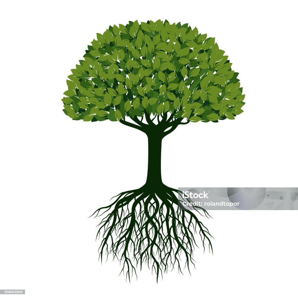 Beautiful Green Tree with Roots. Vector Illustration. Root stock vector