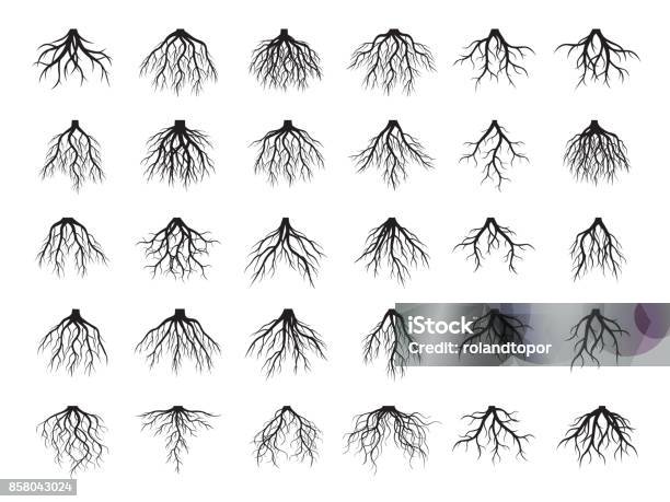 Set Of Roots Vector Elements Stock Illustration - Download Image Now - Root, Tree, Illustration