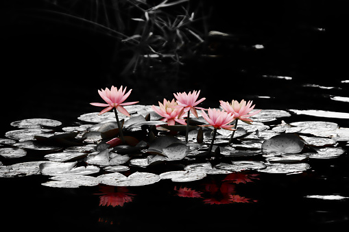 Rosa Lilies agua photo