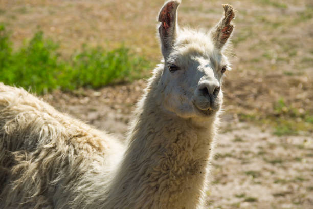 istock Portrait of a white lama 858049566