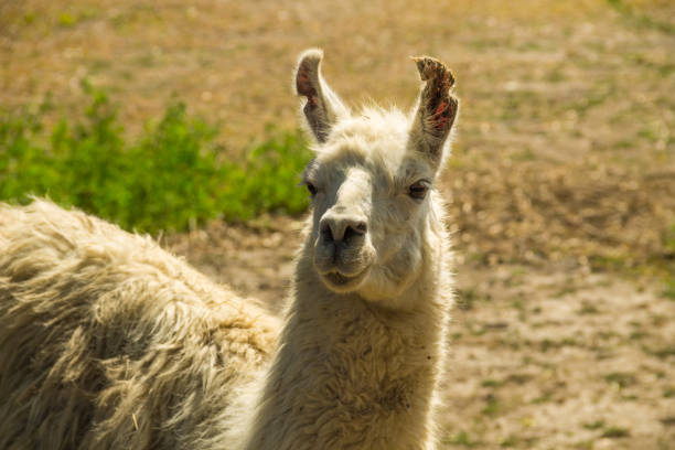 istock Portrait of a white lama 858049568