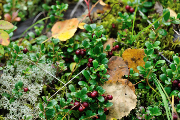 istock red huckleberry fruits in growth in the forest 858049766