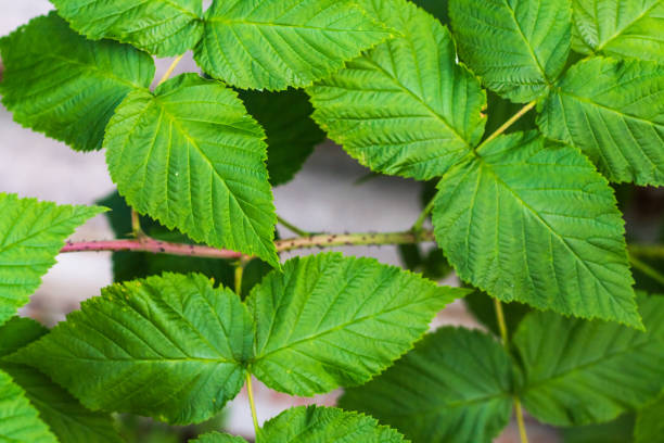 istock Relief leaves of raspberry. Shallow depth of field 858050034