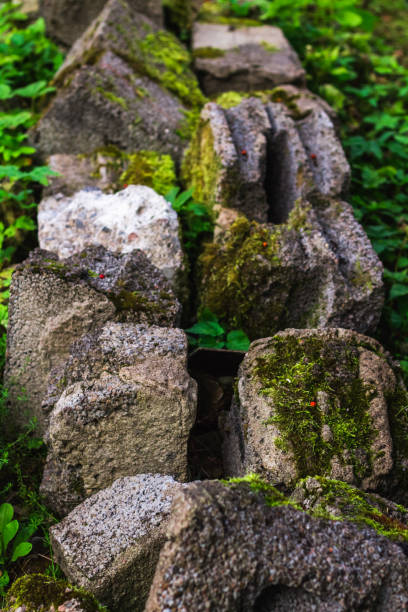 istock overgrown old dry stone wall with moss and lichen 858050042