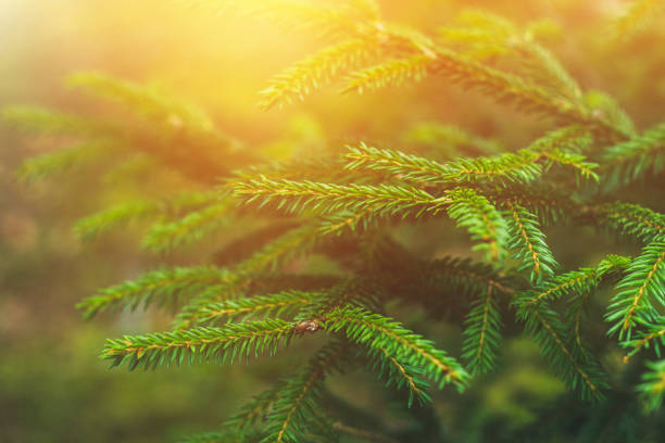 istock Spruce branches. Spruce in the forest on a sunny day. The Christmas tree. Fir. 858050072