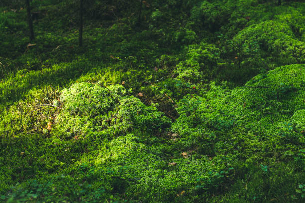 istock Sanset in green forest with row of sunrays 858050078
