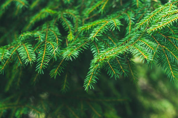 istock Spruce branches. Spruce in the forest on a sunny day. The Christmas tree. Fir. 858050104