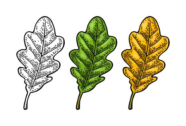 ilustrações de stock, clip art, desenhos animados e ícones de oak leaf. spring green and autumn orange. vector engraved - oak leaf leaf oak tree spring