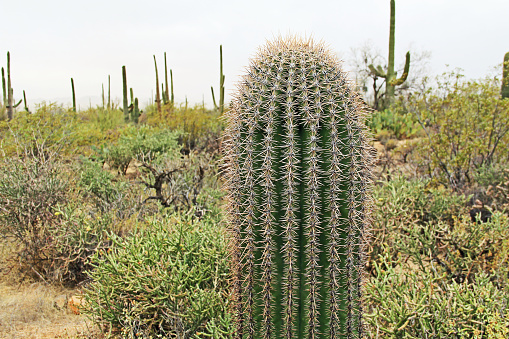 Close up of a saguaro cactus with blurred background and white sky copy space in Saguaro National Park near Tucson, Arizona, USA.