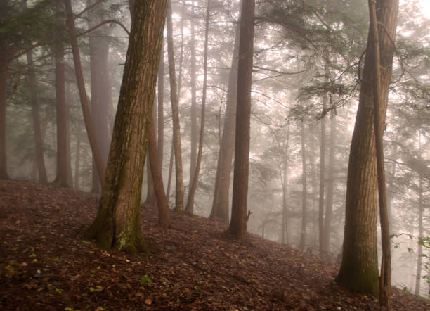 istock Hillside of fog 858053186