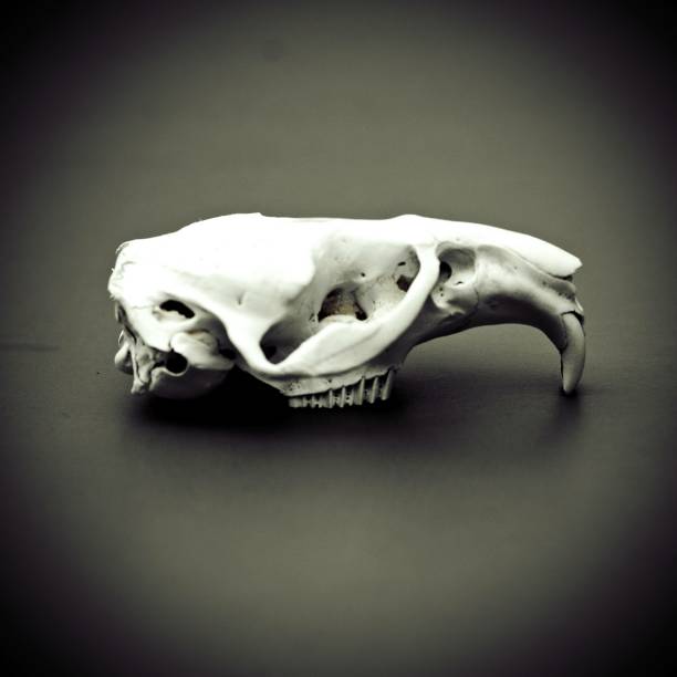 istock White animal skull on a black background side view. Cruelty Free. 858053224