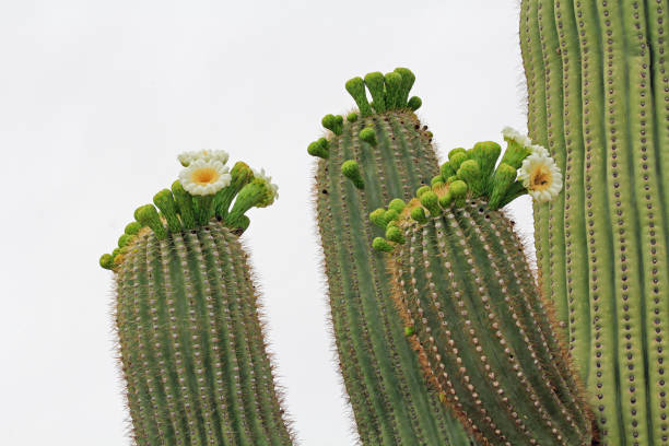 spitze des saguaro-kaktus mit weißen himmel textfreiraum - sonoran desert cactus flower head southwest usa stock-fotos und bilder