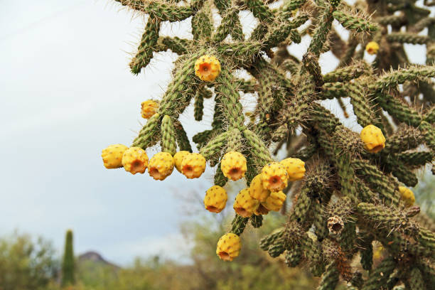 Yellow fruit of a cactus known as the cane cholla, walking stick cholla, or the chainlink cactus, with a light colored sky copy space in Saguaro National Park, Tucson, Arizona, USA.