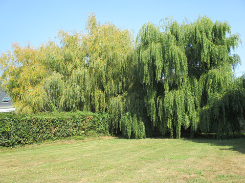 Weeping Willow  Garden of the House  Lawn mowed