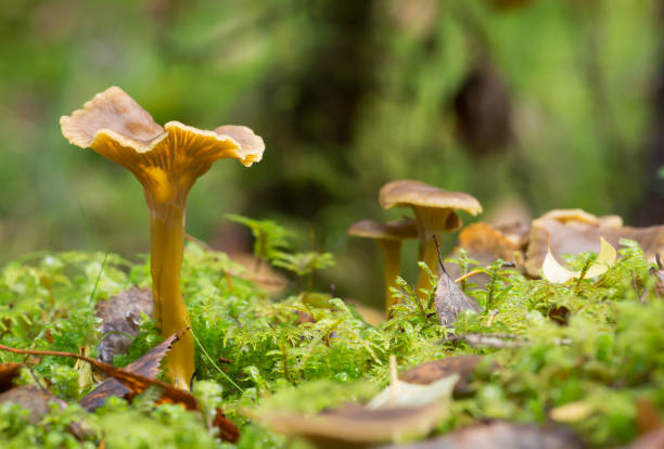 Photo of a few funnel chanterelles, Craterellus tubaeformis growing among moss in a natural forest The funnel chanterelle, Craterellus tubaeformis isa popular edible mushroom. cantharellus tubaeformis stock pictures, royalty-free photos & images