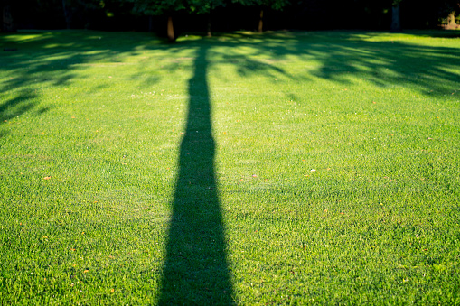 Long shadow of tree across green lawn.