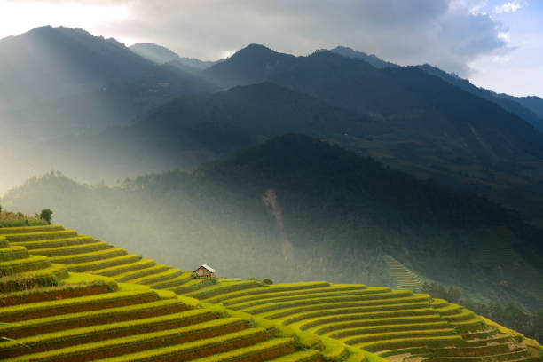 istock Golden terraces rice filed in MuCangChai 858067694