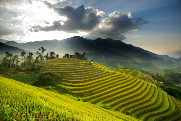istock Golden terraces rice filed in MuCangChai 858067704